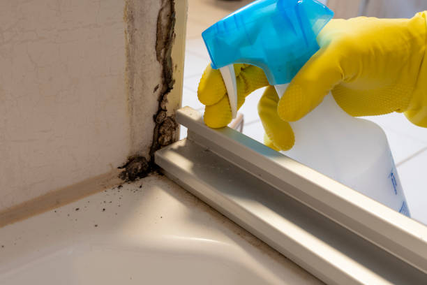 Best Attic Mold Removal  in Hooks, TX