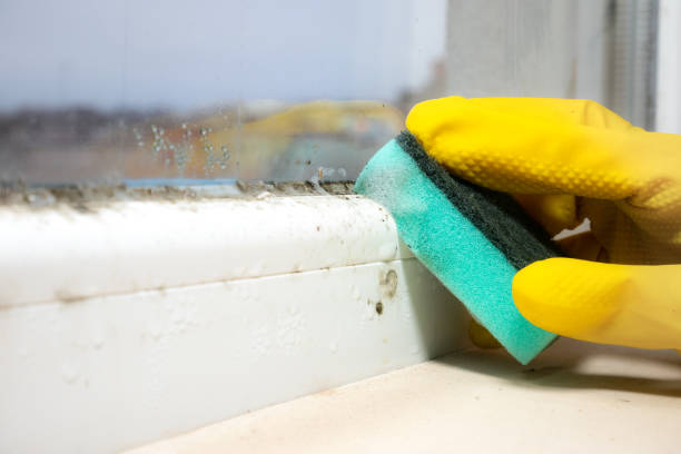 Best Mold Cleaning Services  in Hooks, TX