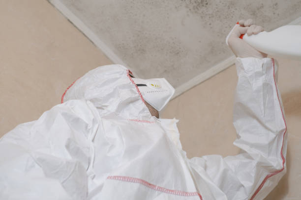 Best Emergency Mold Removal  in Hooks, TX