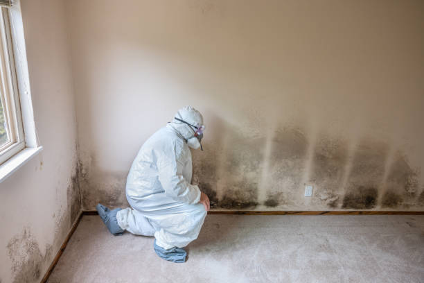 Best Commercial Mold Removal  in Hooks, TX