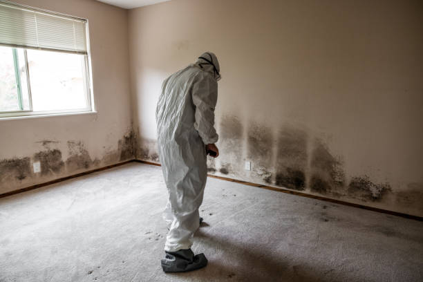 Best Residential Mold Removal  in Hooks, TX