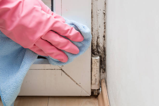 Mold Removal Process in Hooks, TX