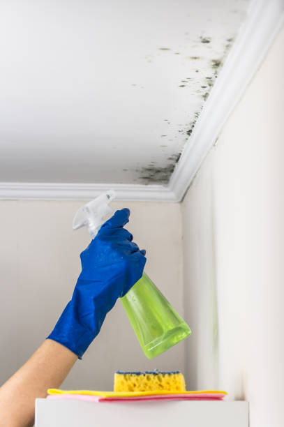 Best Home Mold Removal  in Hooks, TX